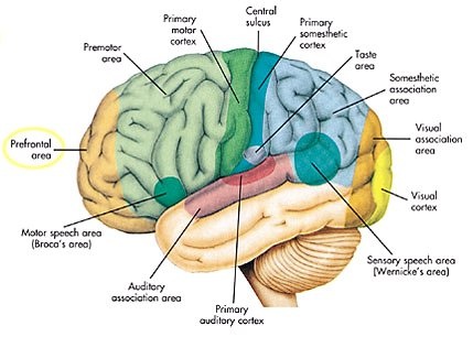 Gehirnrinde
